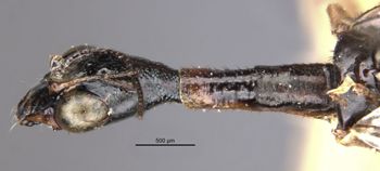 Media type: image;   Entomology 11281 Aspect: head dorsal view